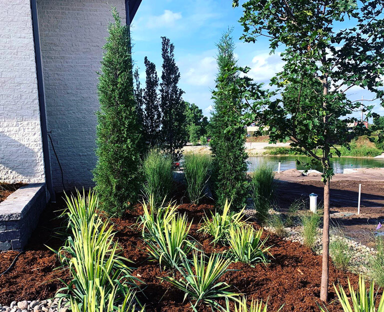 Small trees and plants in a mulch garden.
