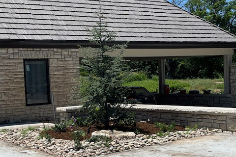 An evergreen tree in a landscaped bed.