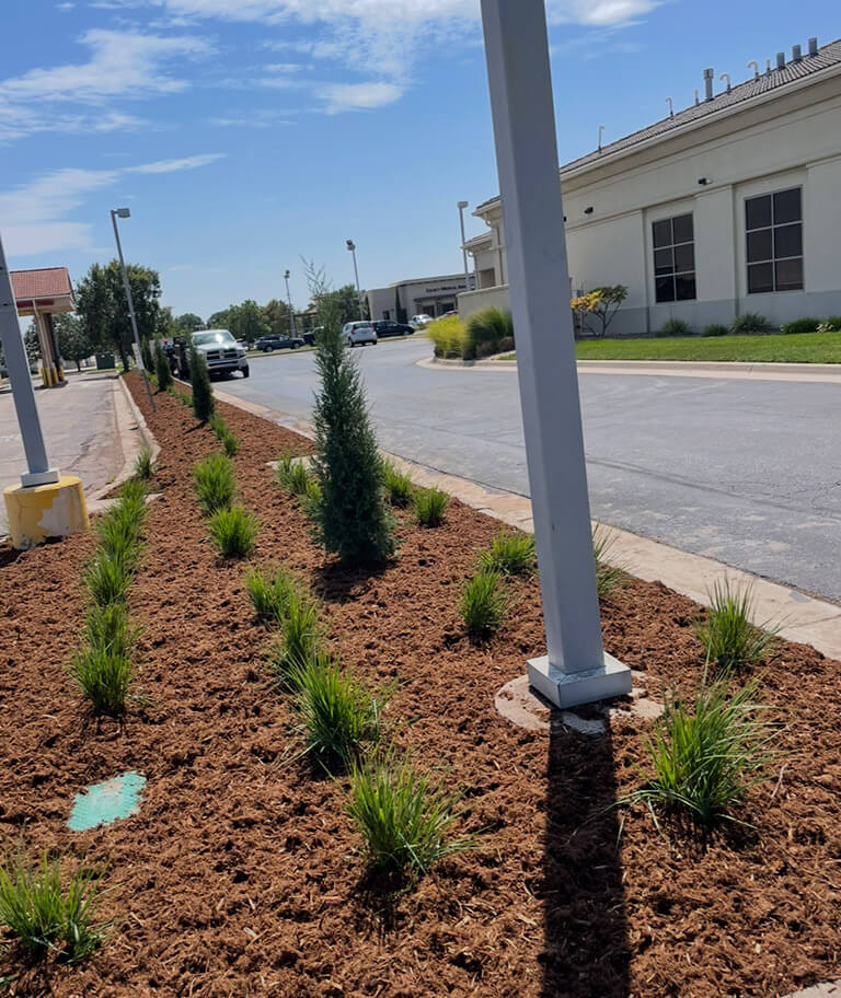 A landscaped much bed with small green plants at a commercial property.