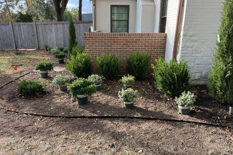 A selection of bushes waiting to be planted.