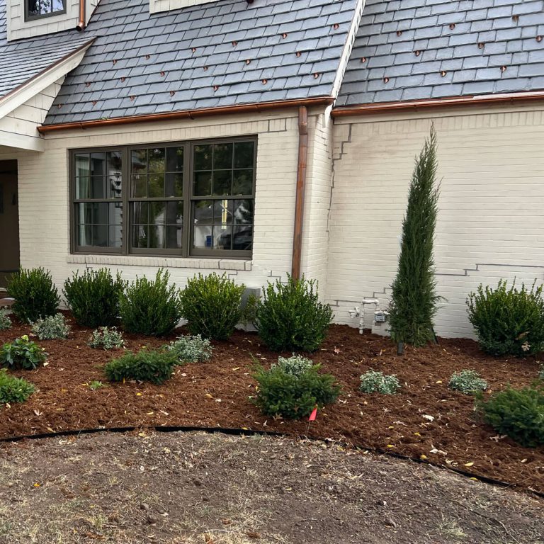 Small tree-like bushes in a mulched bed.