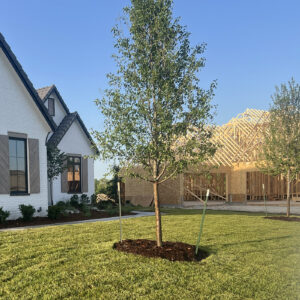 Wichita Tree Care