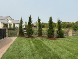 Wichita Tree Planting